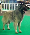 n°97 Dolwen de condivicnum 5430